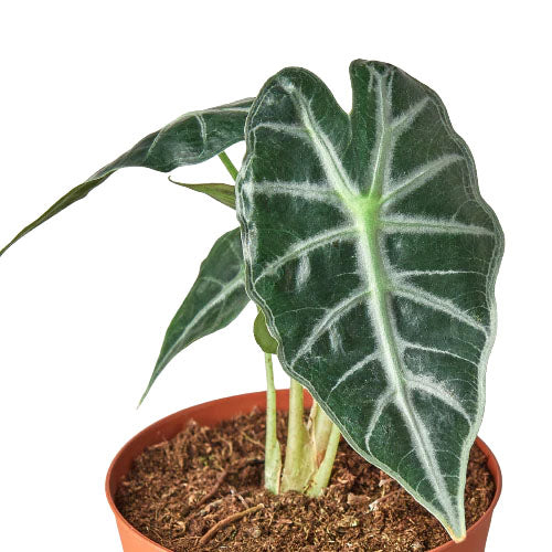 earthling sprouts, Alocasia Amazonica Bambino, amazonica, bambino, alocasia bambino, alocasia, rare plants