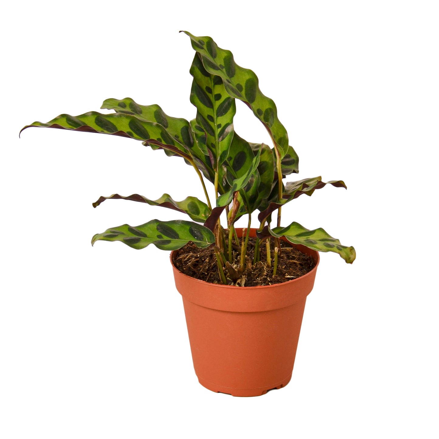 6inch pot, rattlesnake plant, Peacock Plant, Zebra Plant, Calathea Lancifolia 'Rattlesnake', pet friendly, pet friendly plant