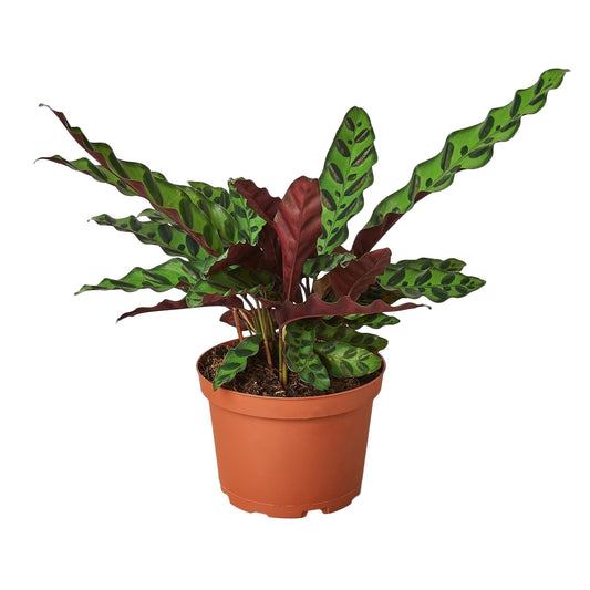 6inch pot, rattlesnake plant, Peacock Plant, Zebra Plant, Calathea Lancifolia 'Rattlesnake', pet friendly plant