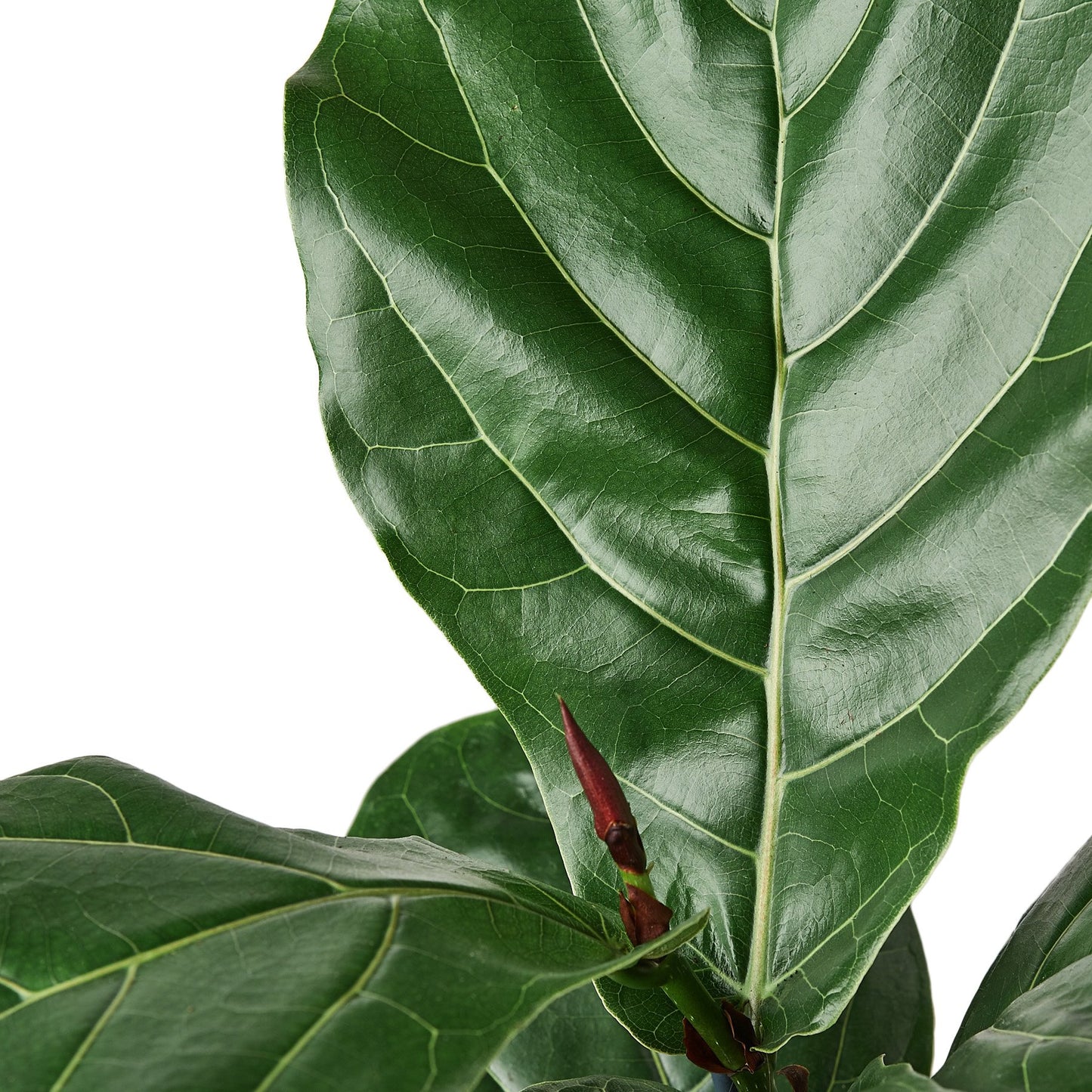 earthling sprouts, Fiddle Leaf Fig Tree, fiddle fig leaf, Ficus Lyrata, air purifying plant