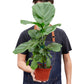 earthling sprouts, Fiddle Leaf Fig Tree, fiddle fig leaf, Ficus Lyrata, air purifying plant