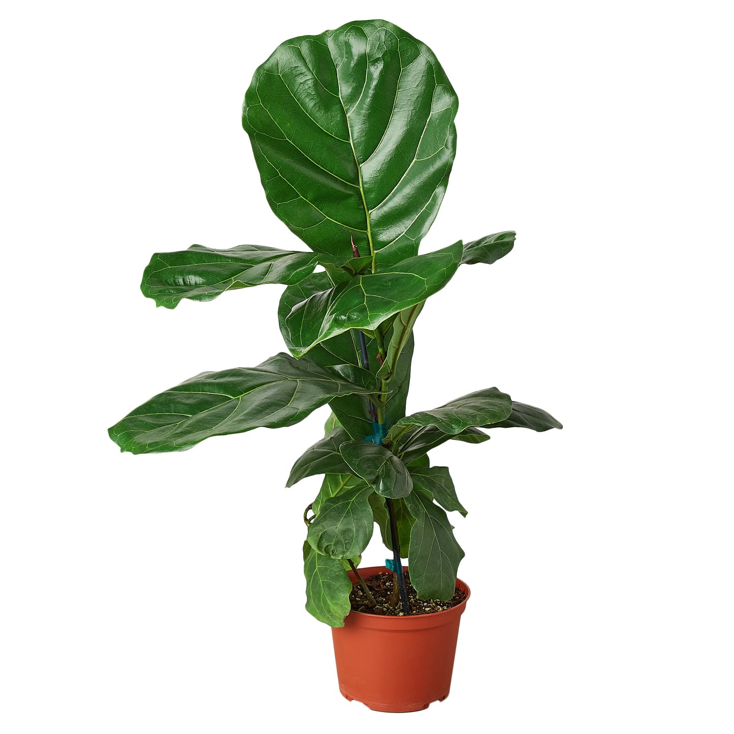 earthling sprouts, Fiddle Leaf Fig Tree, fiddle fig leaf, Ficus Lyrata, air purifying plant