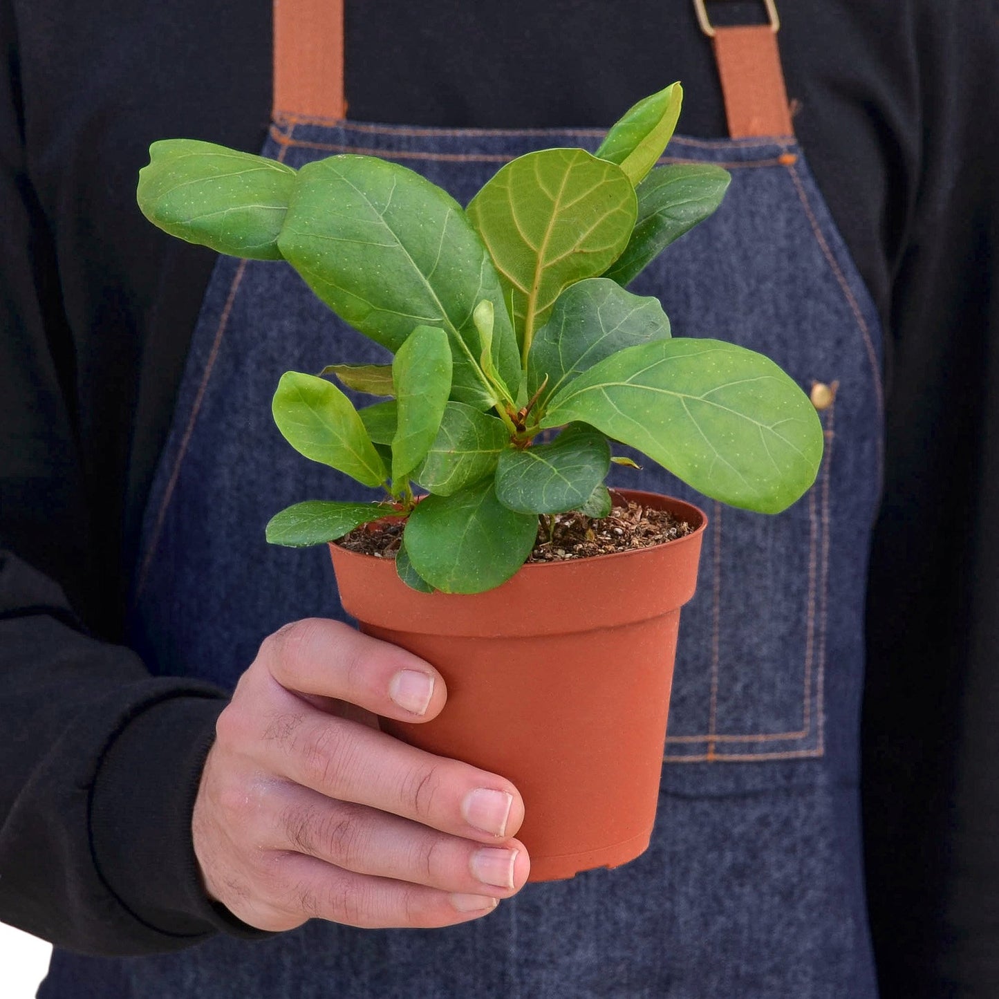 earthling sprouts, Fiddle Leaf Fig Tree, fiddle fig leaf, Ficus Lyrata, air purifying plant