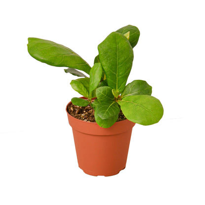 earthling sprouts, Fiddle Leaf Fig Tree, fiddle fig leaf, Ficus Lyrata, air purifying plant