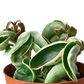 earthling sprouts, wax plant, porcelain flower, pet friendly, krinkle curl, Hoya Hindu Rope Variegated, Hoya Hindu Rope, Hoya carnosa compacta, honey plant, hindu rope, succulent, succulents, succulents & cacti