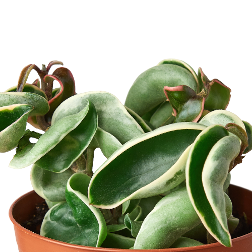 earthling sprouts, wax plant, porcelain flower, pet friendly, krinkle curl, Hoya Hindu Rope Variegated, Hoya Hindu Rope, Hoya carnosa compacta, honey plant, hindu rope, succulent, succulents, succulents & cacti