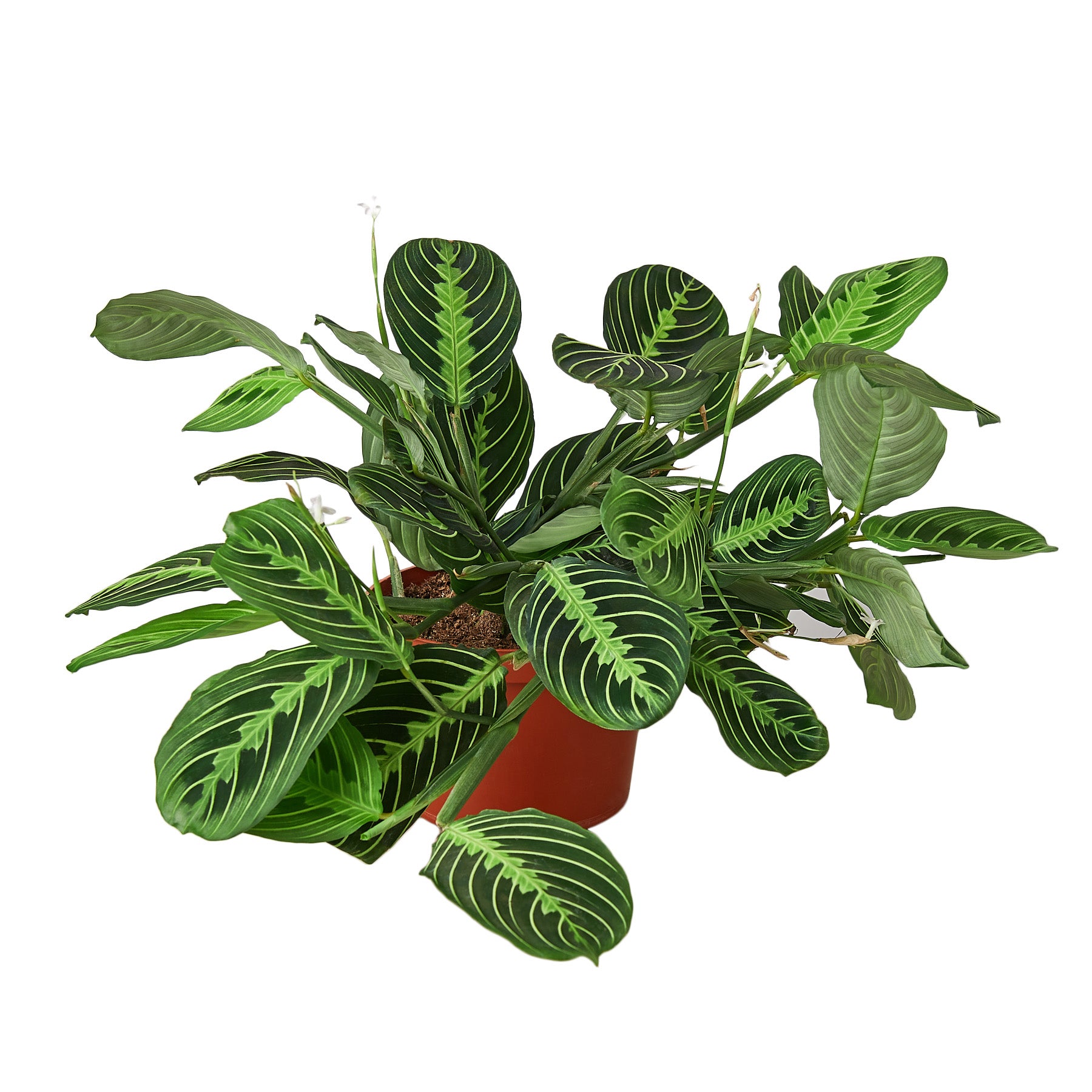 eathling sprouts, rare plants, prayer plant, pet friendly, maranta lemon lime, maranta,  air purifying