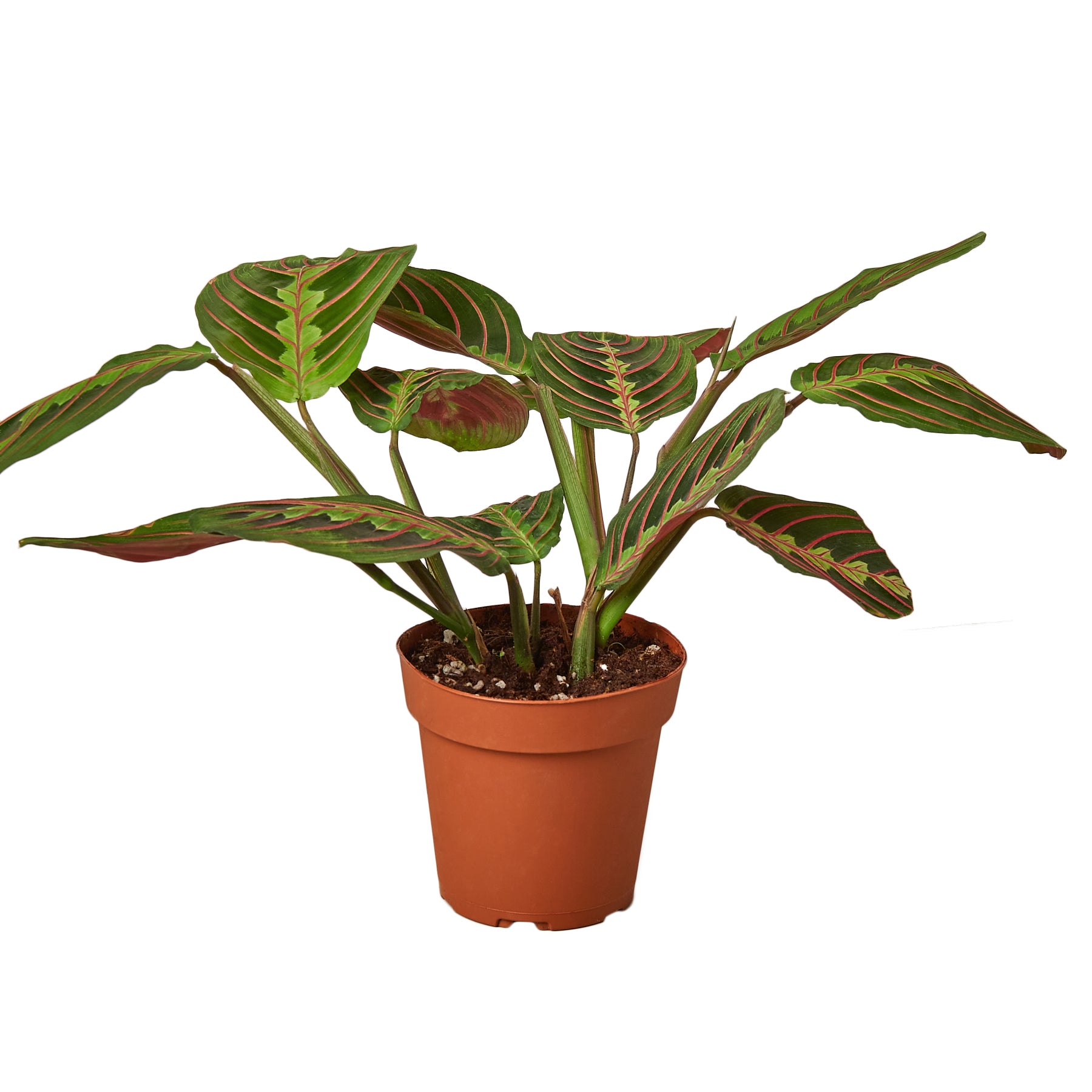 eathling sprouts, rare plants, prayer plant, pet friendly, maranta red prayer, maranta,  air purifying