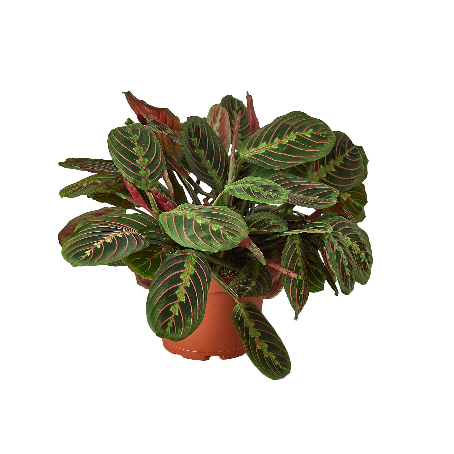 eathling sprouts, rare plants, prayer plant, pet friendly, maranta red prayer, maranta,  air purifying