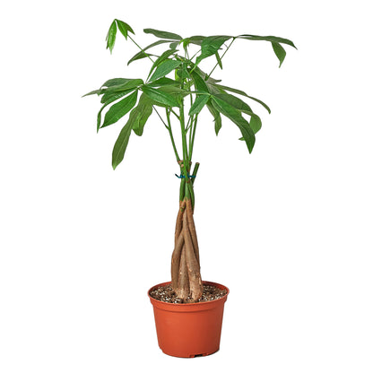 pet friendly plant, Pachira aquatica, Money tree plant, Guiana Chestnut, bonsai tree