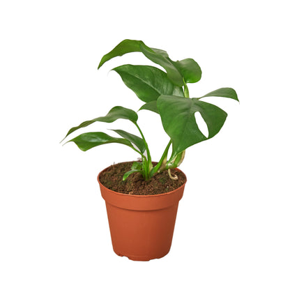 easy care plants, mini monster, Philodendron, dwarf monster, monster, Mini Monstera, Minima, monstera ginny, monstera minima, Rhaphidophora Tetrasperma, Philodendron Piccolo, Cheese Plant Lite, Holes Plant