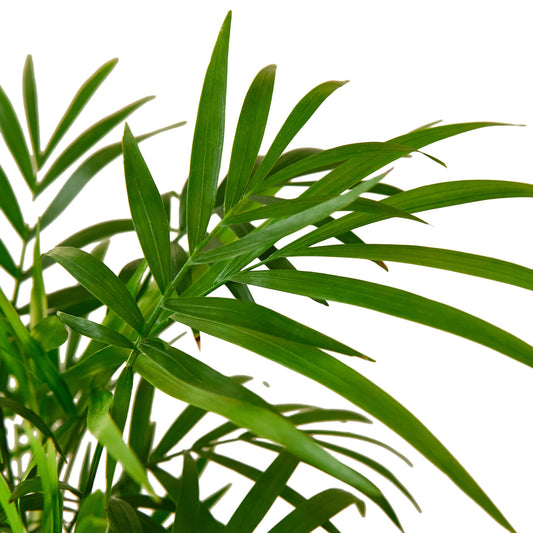 pet friendly plant, parlor palm, Neanthe Bella Palm, Chamaedorea Elegans, air purifying plant, easy care plant