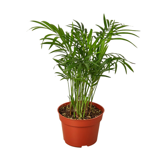 pet friendly plant, parlor palm, Neanthe Bella Palm, Chamaedorea Elegans, air purifying plant, easy care plant