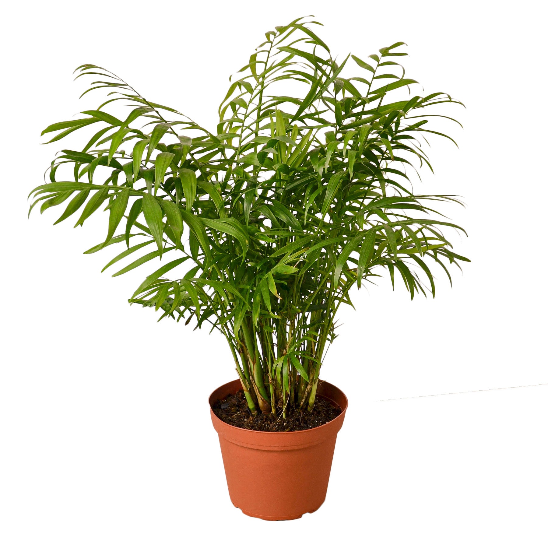 pet friendly plant, parlor palm, Neanthe Bella Palm, Chamaedorea Elegans, air purifying plant, easy care plant