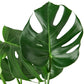 Philodendron, Philodendron Monstera, Philodendron Monstera deliciosa, monstera split-leaf, monstera deliciosa, monstera, easy care plants