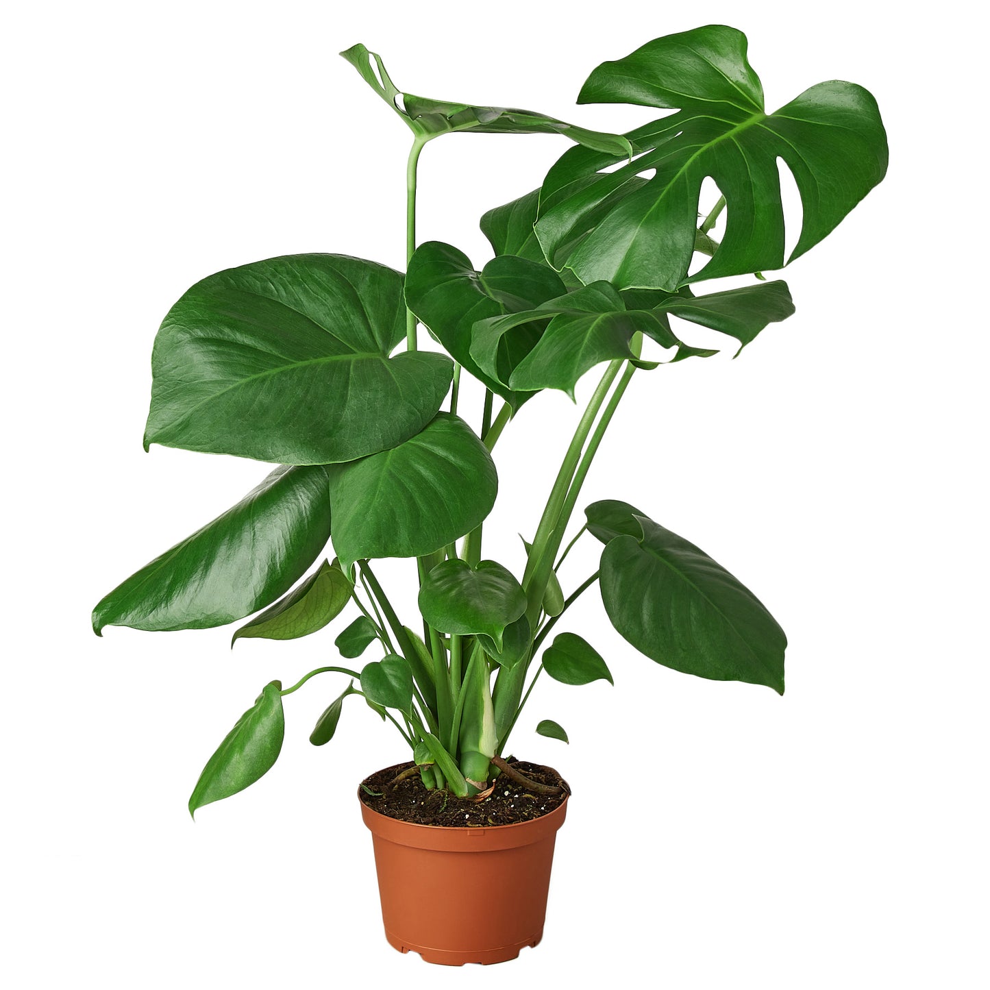 Philodendron, Philodendron Monstera, Philodendron Monstera deliciosa, monstera split-leaf, monstera deliciosa, monstera, easy care plants