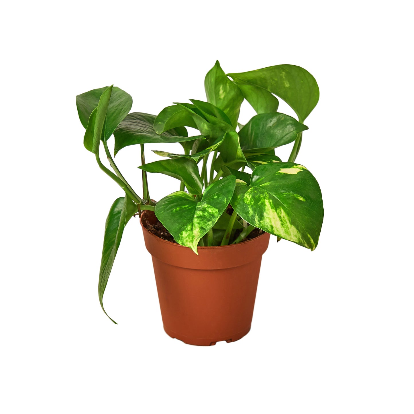 earthling sprouts, pothos, golden pothos, easy care plant, devil's ivy, air purifying plant