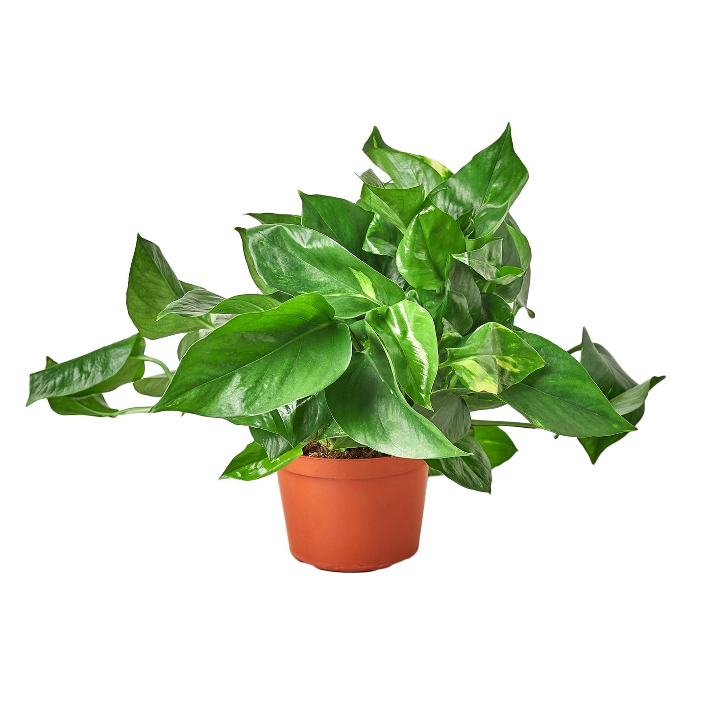 earthling sprouts, pothos, golden pothos, easy care plant, devil's ivy, air purifying plant