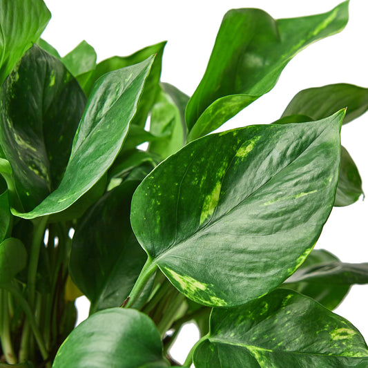 earthling sprouts, pothos, golden pothos, easy care plant, devil's ivy, air purifying plant