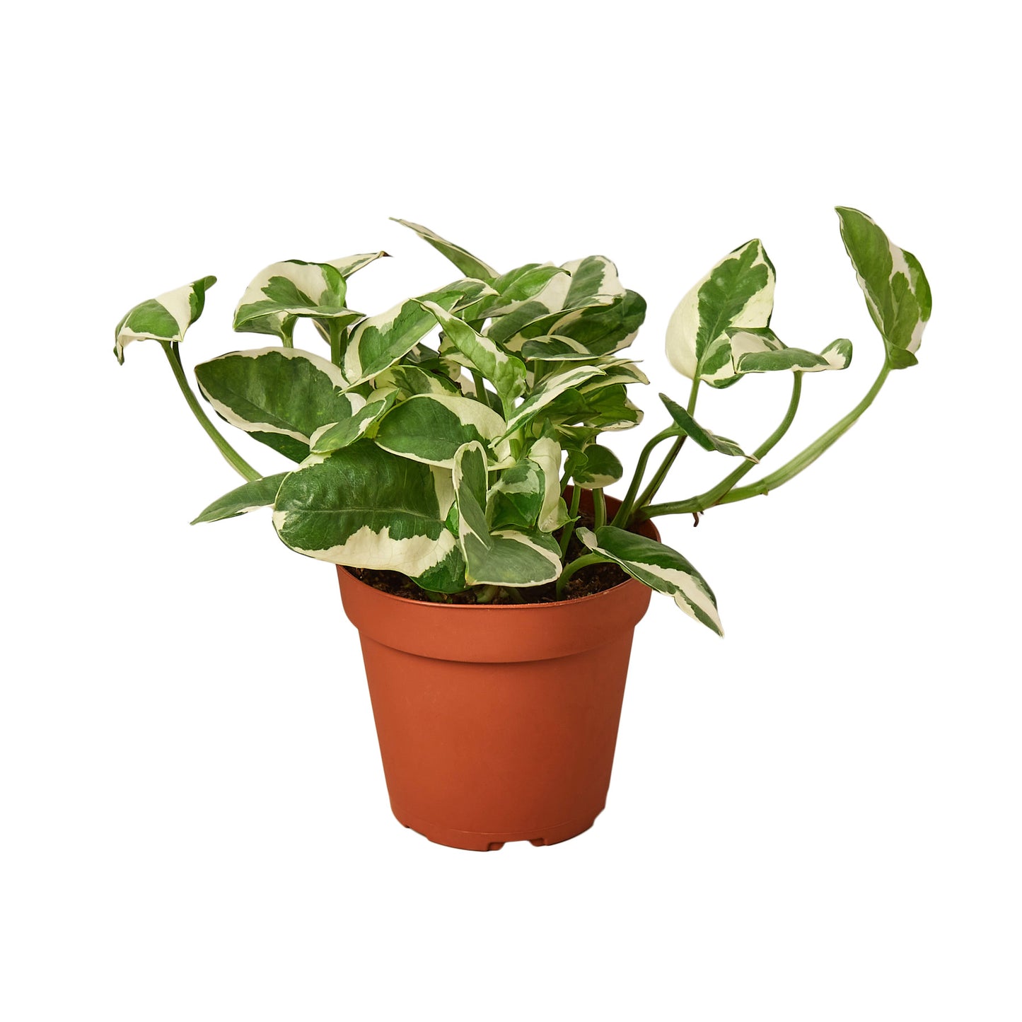 easy care plant, air purifying plant, 'N'joy', Pothos 'N'joy', devil's ivy, Epipremnum Aureum, pothos