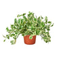 easy care plant, air purifying plant, 'N'joy', Pothos 'N'joy', devil's ivy, Epipremnum Aureum, pothos