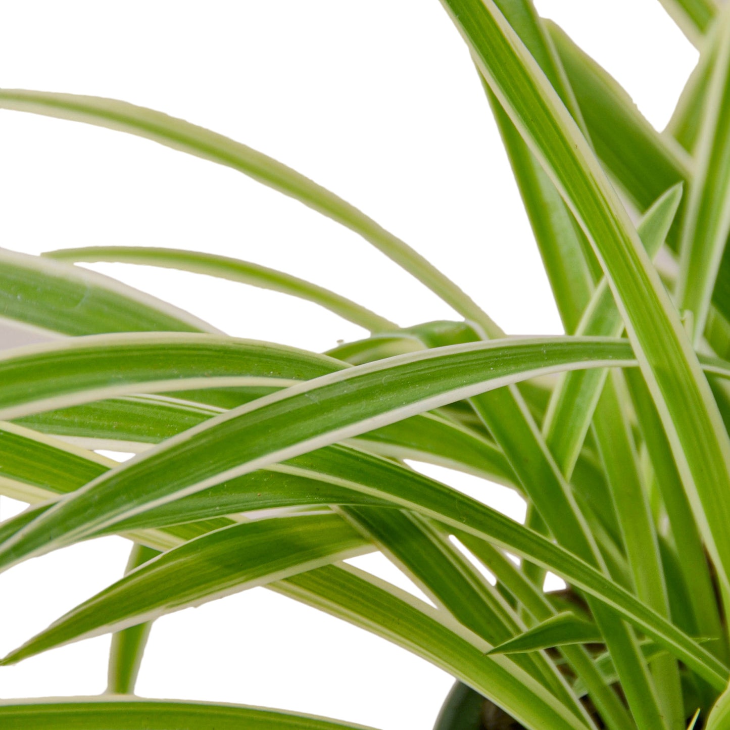 spider plant reverse, spider plant, airplane plant, spider ivy, Chlorophytum comosum, pet friendly plant, air purifying plant