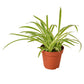 spider plant reverse, spider plant, airplane plant, spider ivy, Chlorophytum comosum, pet friendly plant, air purifying plant