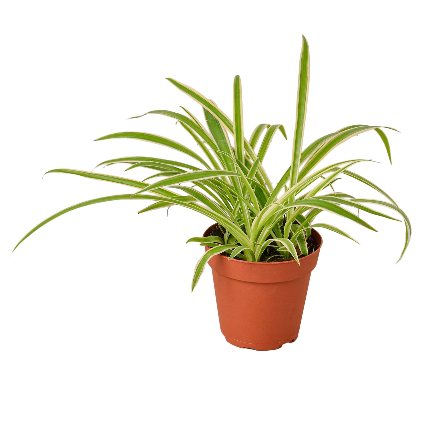 spider plant reverse, spider plant, airplane plant, spider ivy, Chlorophytum comosum, pet friendly plant, air purifying plant