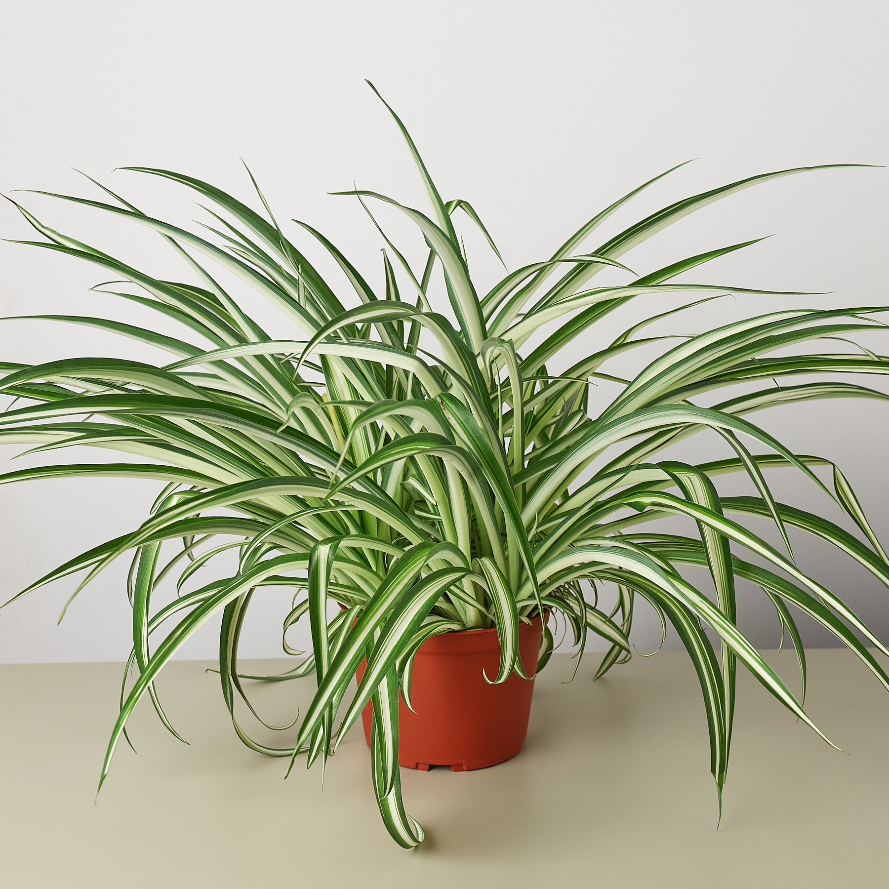 spider plant reverse, spider plant, airplane plant, spider ivy, Chlorophytum comosum, pet friendly plant, air purifying plant