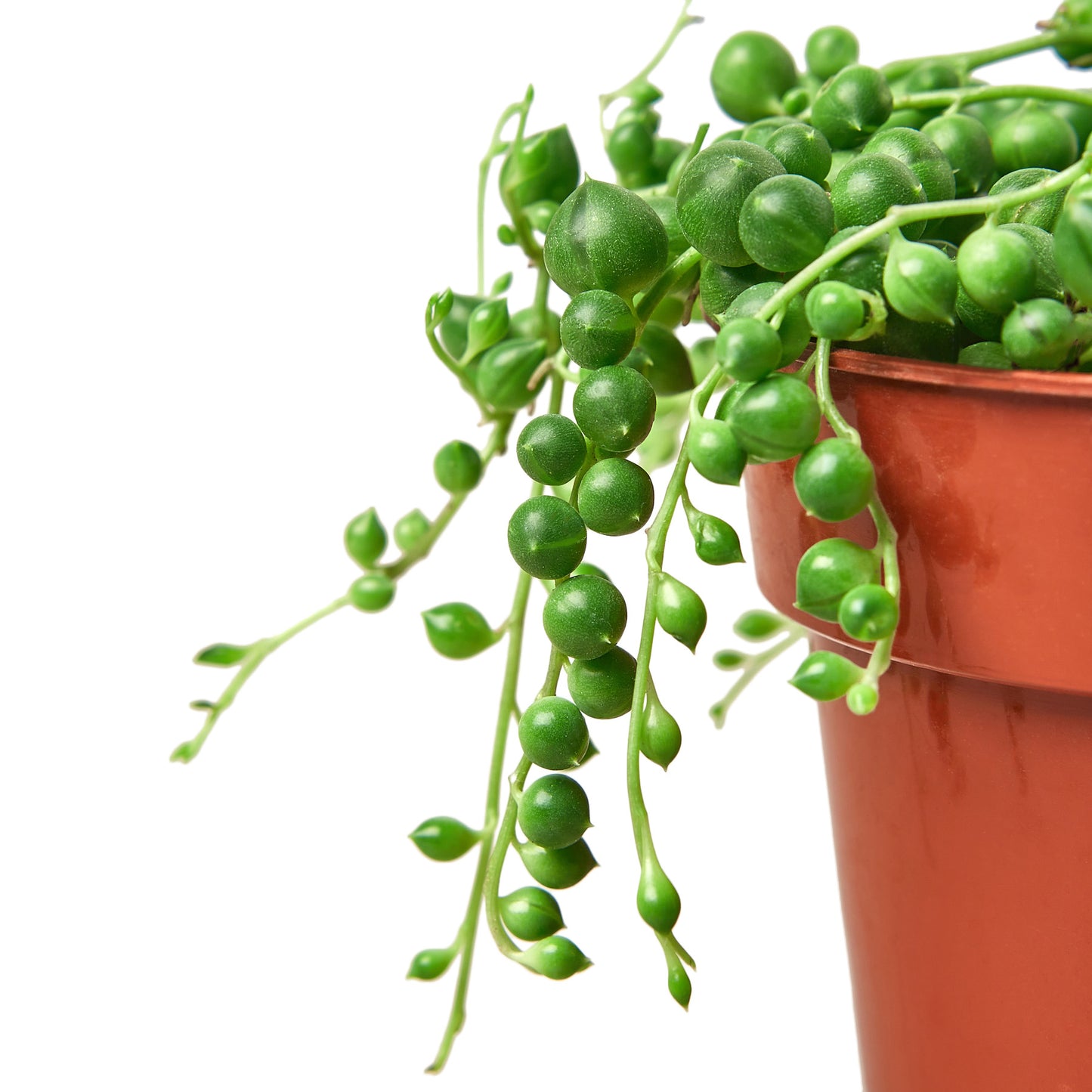 earthling sprouts, succulents, succulent, string of pearls, Senecio rowleyanus, pearl succulent, pearl plant