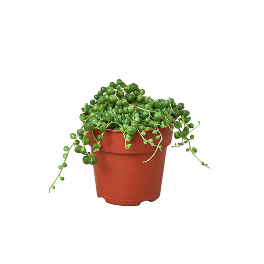 earthling sprouts, succulents, succulent, string of pearls, Senecio rowleyanus, pearl succulent, pearl plant