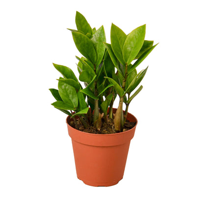 zz plant, Zamioculcas Zamiifolia, easy care plants