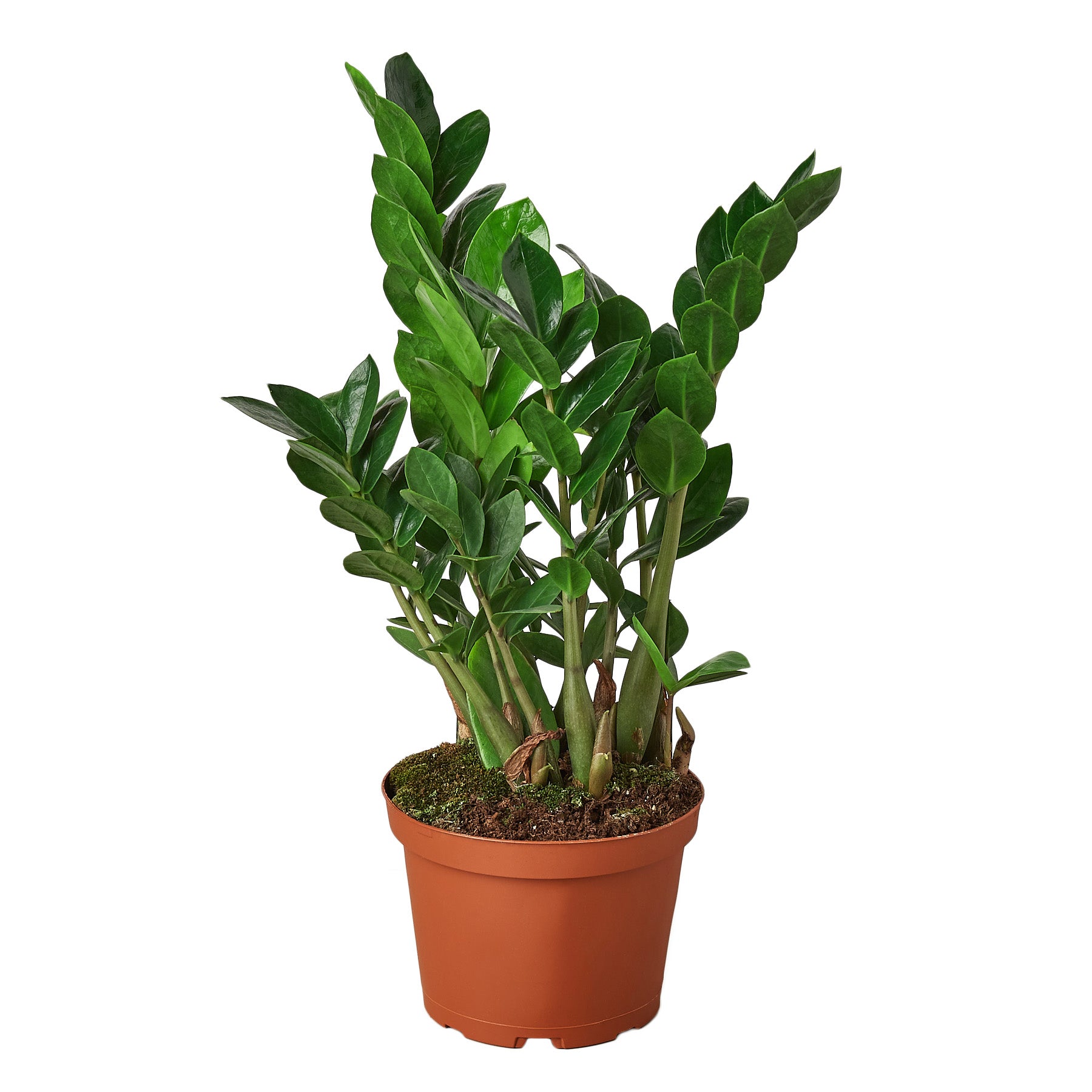 zz plant, Zamioculcas Zamiifolia, easy care plants