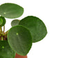 earthling sprouts, chinese money plant, Pilea peperomioides, Friendship plant, pet friendly plant, easy care plant