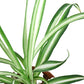 spider plant reverse, spider plant, airplane plant, spider ivy, Chlorophytum comosum, pet friendly plant, air purifying plant