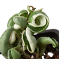 earthling sprouts, wax plant, porcelain flower, pet friendly, krinkle curl, Hoya Hindu Rope Variegated, Hoya Hindu Rope, Hoya carnosa compacta, honey plant, hindu rope, succulent, succulents, succulents & cacti