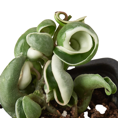 earthling sprouts, wax plant, porcelain flower, pet friendly, krinkle curl, Hoya Hindu Rope Variegated, Hoya Hindu Rope, Hoya carnosa compacta, honey plant, hindu rope, succulent, succulents, succulents & cacti