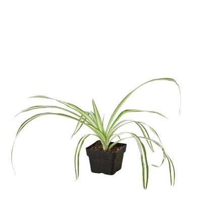 spider plant reverse, spider plant, airplane plant, spider ivy, Chlorophytum comosum, pet friendly plant, air purifying plant