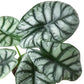 earthling sprouts, baginda, Alocasia baginda, alocasia silver dragon, silver dragon plant, silver dragon, alocasia, rare plants