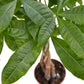 pet friendly plant, Pachira aquatica, Money tree plant, Guiana Chestnut, bonsai tree