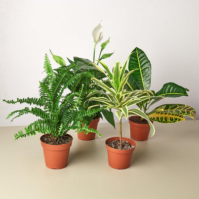 earthling sprouts, variety bundle, Spathiphyllum Peace Lily, Spathiphyllum, Song of India, snake plant laurentii, snake plant, pothos, plant bundle, peace lily, laurentii, golden pothos, Dracaena, bundles, air purifying plant, air purifying bundle, air purifying