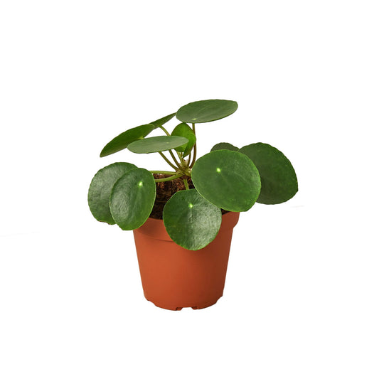 earthling sprouts, chinese money plant, Pilea peperomioides, Friendship plant, pet friendly plant, easy care plant