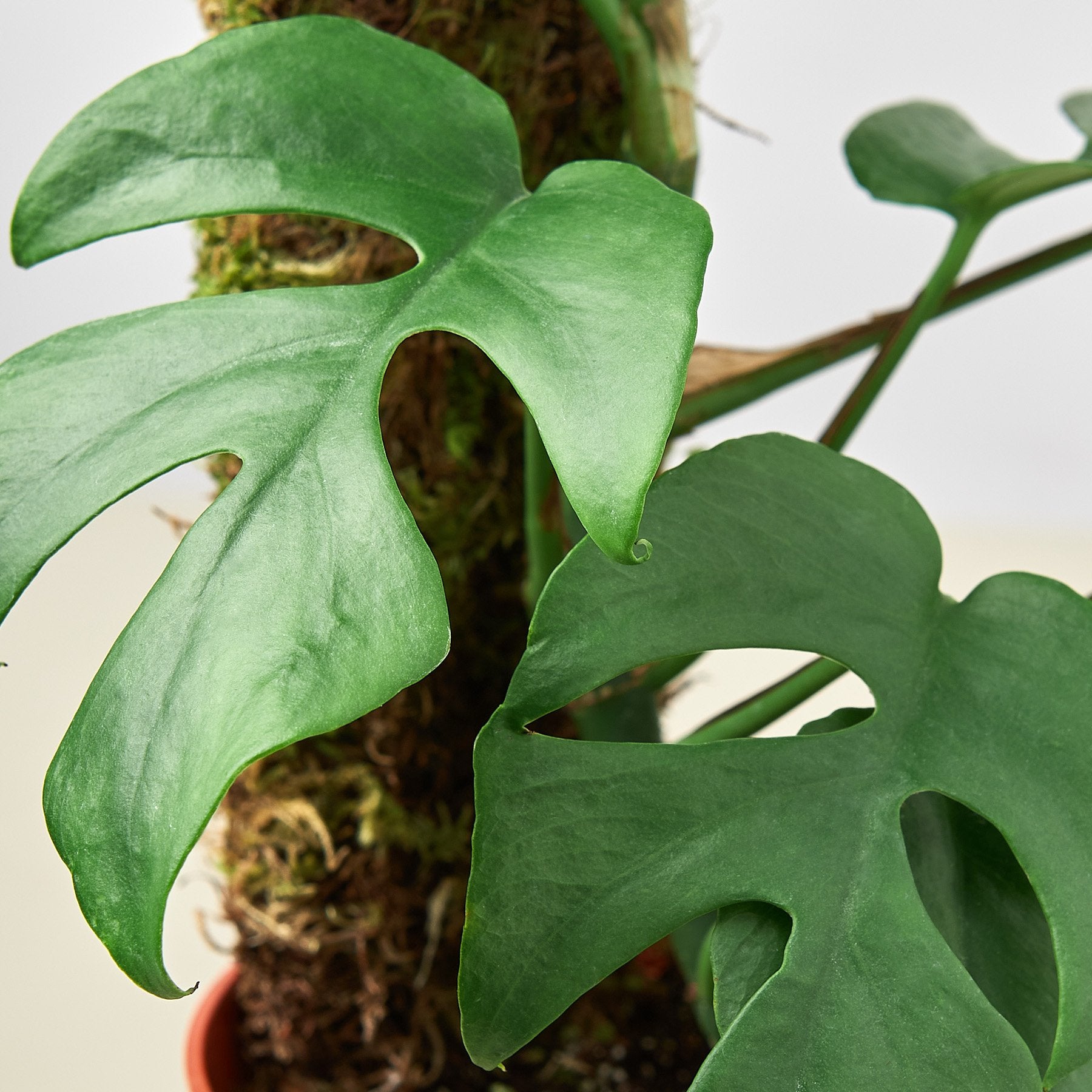 easy care plants, mini monster, Philodendron, dwarf monster, monster, Mini Monstera, Minima, monstera ginny, monstera minima, Rhaphidophora Tetrasperma, Philodendron Piccolo, Cheese Plant Lite, Holes Plant