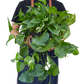 earthling sprouts, pothos, golden pothos, easy care plant, devil's ivy, air purifying plant