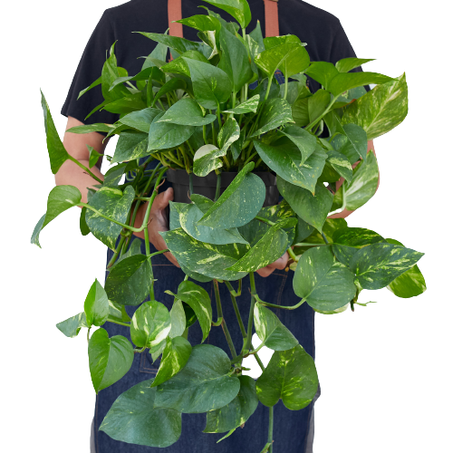 earthling sprouts, pothos, golden pothos, easy care plant, devil's ivy, air purifying plant