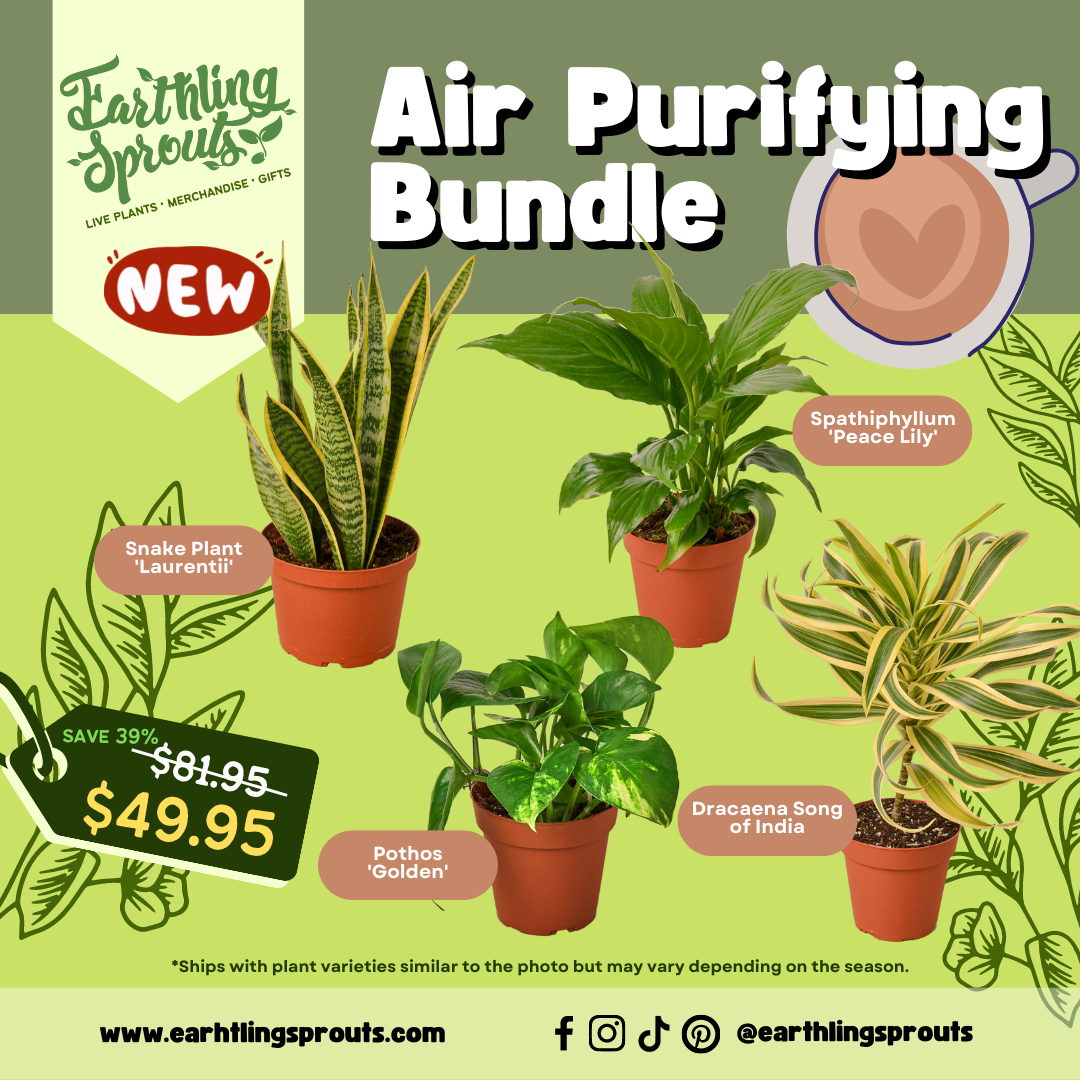 earthling sprouts, variety bundle, Spathiphyllum Peace Lily, Spathiphyllum, Song of India, snake plant laurentii, snake plant, pothos, plant bundle, peace lily, laurentii, golden pothos, Dracaena, bundles, air purifying plant, air purifying bundle, air purifying