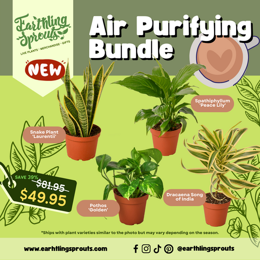 earthling sprouts, variety bundle, Spathiphyllum Peace Lily, Spathiphyllum, Song of India, snake plant laurentii, snake plant, pothos, plant bundle, peace lily, laurentii, golden pothos, Dracaena, bundles, air purifying plant, air purifying bundle, air purifying