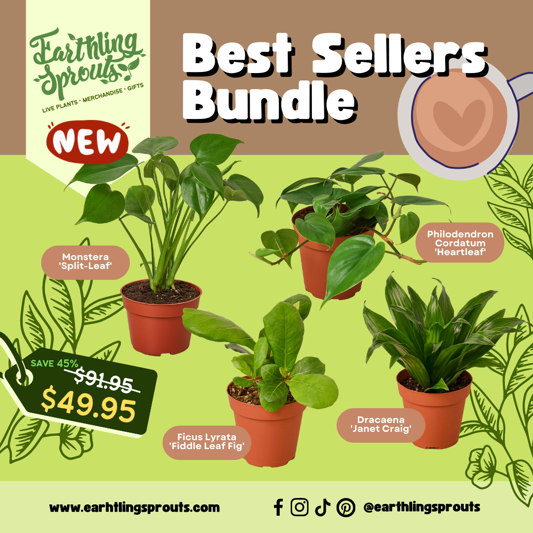 earthling sprouts, variety bundle, plant bundle, Philodendron Monstera deliciosa, Philodendron Cordatum Heartleaf, monstera split leaf,  monstera deliciosa,  Ficus Lyrata, Fiddle Leaf Fig, Dracaena Janet Craig, bundles, best sellers bundle