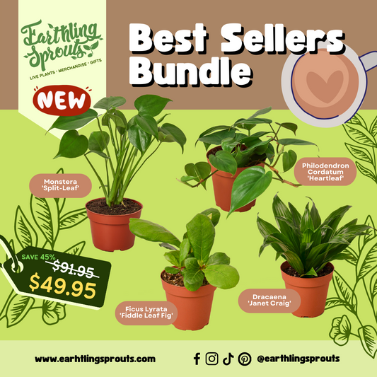 earthling sprouts, variety bundle, plant bundle, Philodendron Monstera deliciosa, Philodendron Cordatum Heartleaf, monstera split leaf,  monstera deliciosa,  Ficus Lyrata, Fiddle Leaf Fig, Dracaena Janet Craig, bundles, best sellers bundle