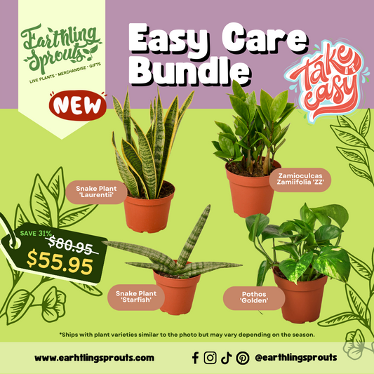 earthling sprouts, zz plant, Zamioculcas Zamiifolia, variety bundle, starfish, snake plant starfish, snake plant laurentii, snake plant, pothos, plant bundle, laurentii, golden pothos, easy care bundle, easy care, bundles